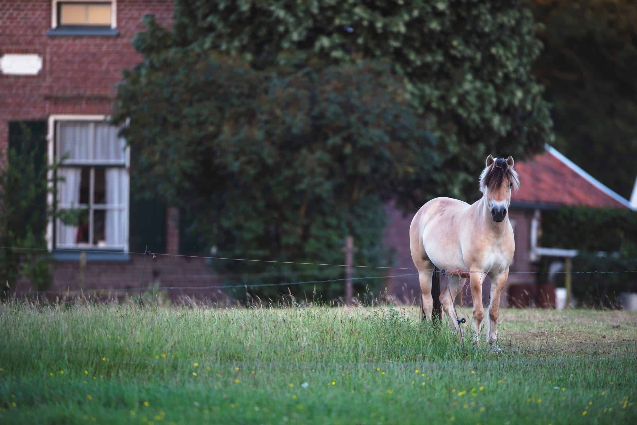 Fjord horse in meadow of farmhouse.