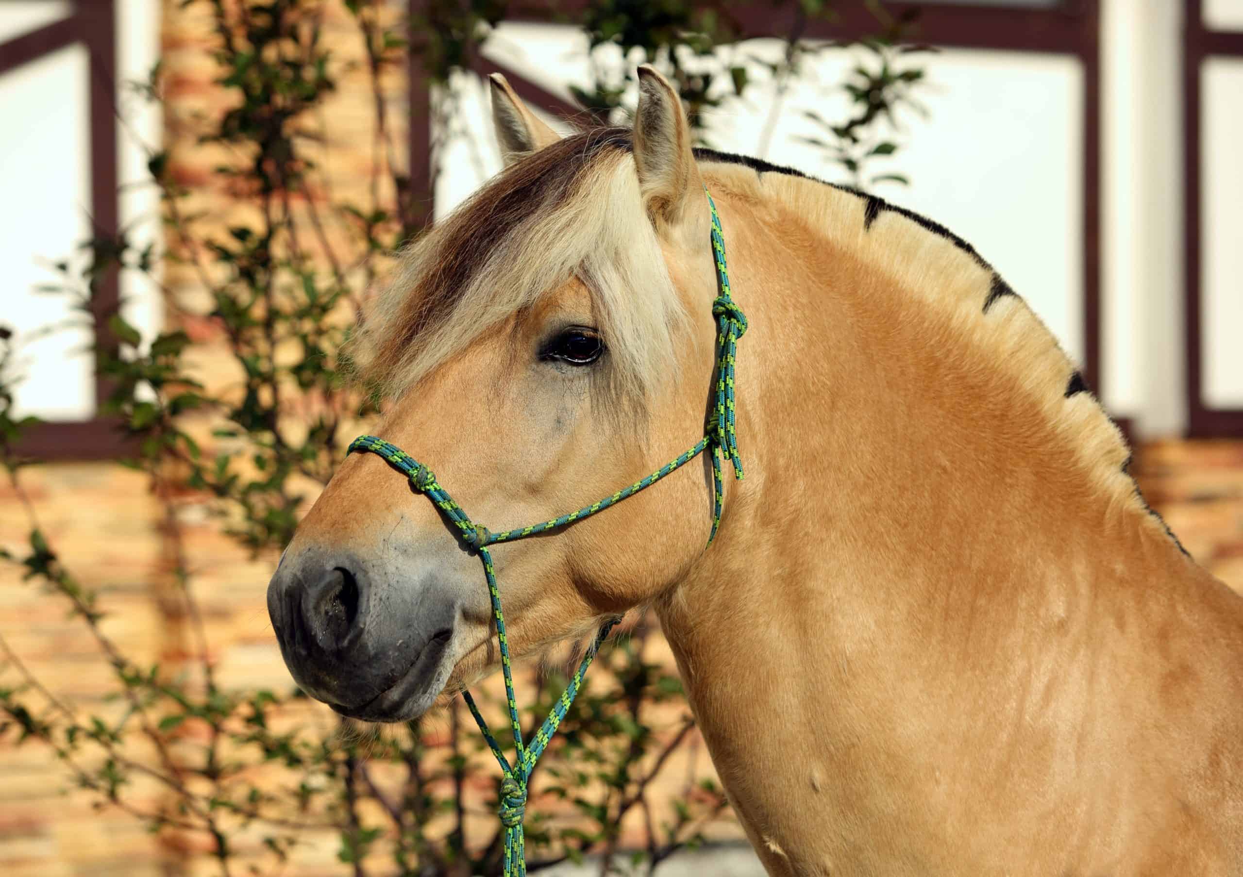 Norwegian Fjord Horse