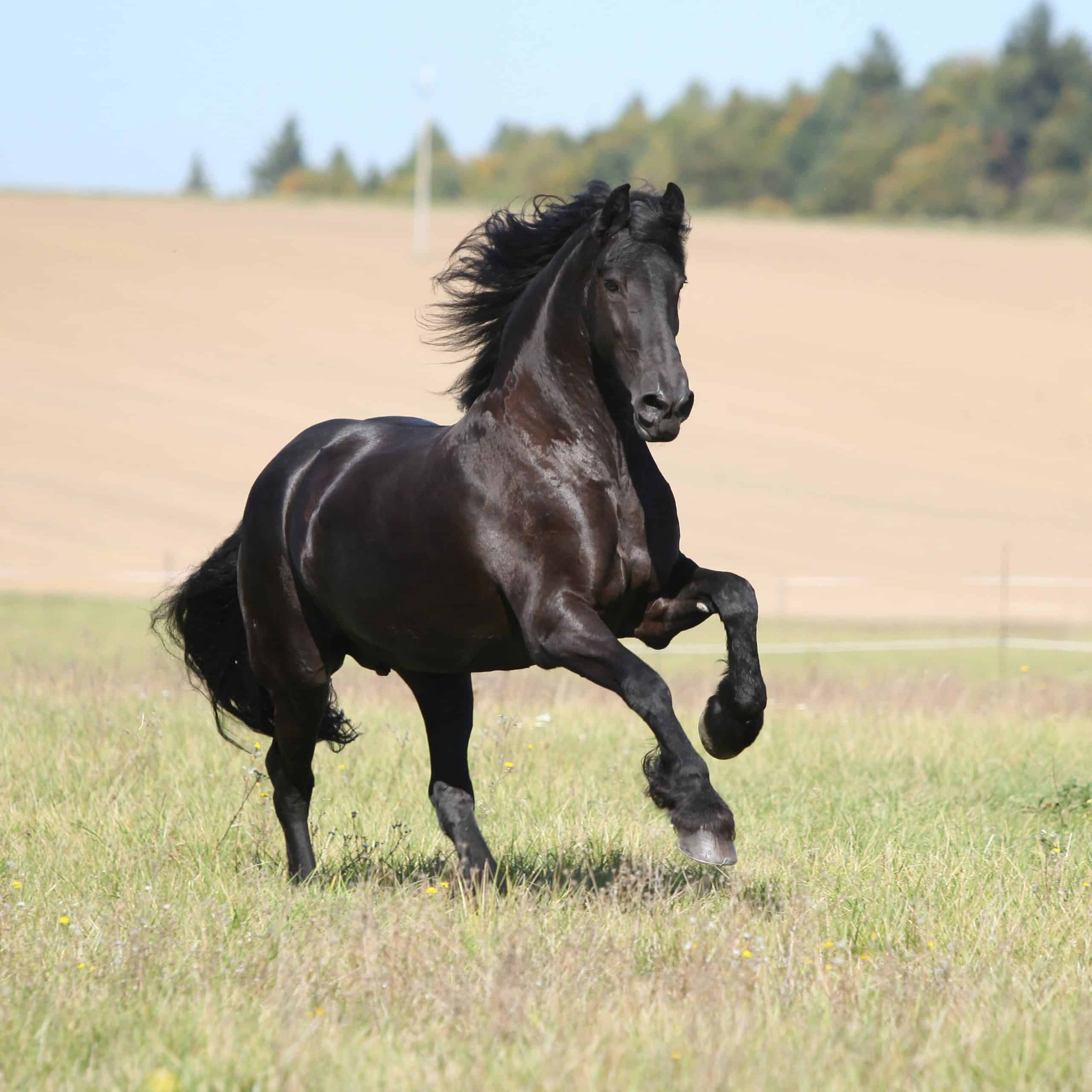 Friesian horse running