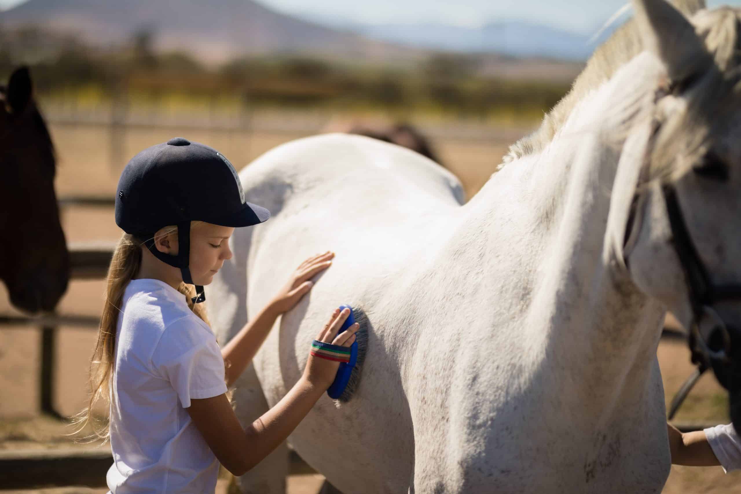 Girl grooming the horse in the ranch on a sunny day