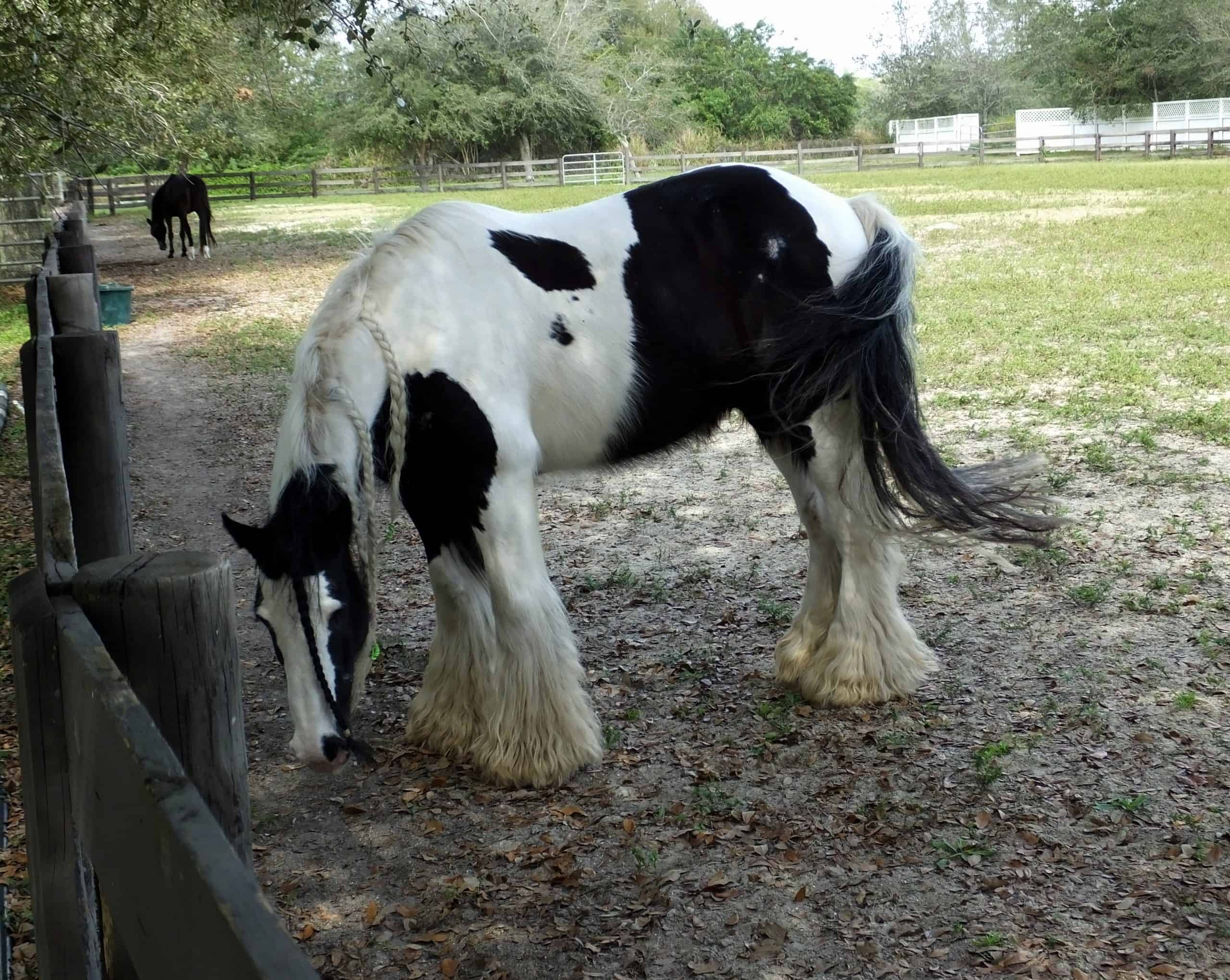 irish horse breeds Gypsy Vanner horse with a braided mane.