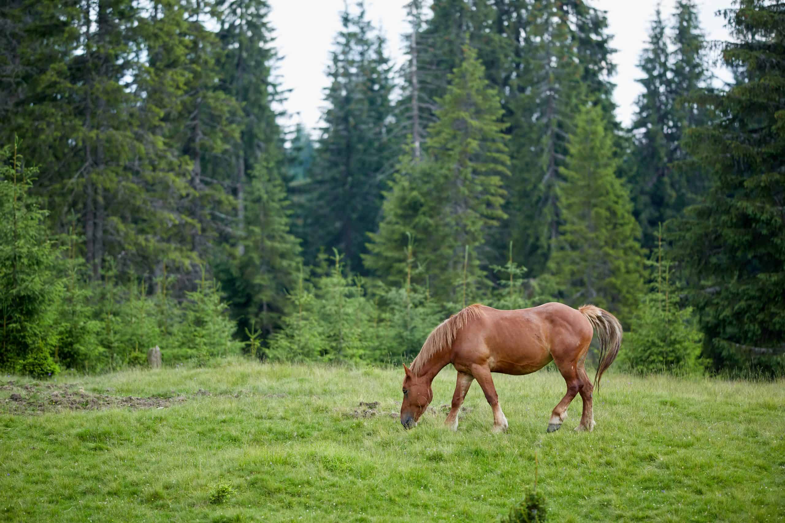 Horse grazing on a pasture in the highlands