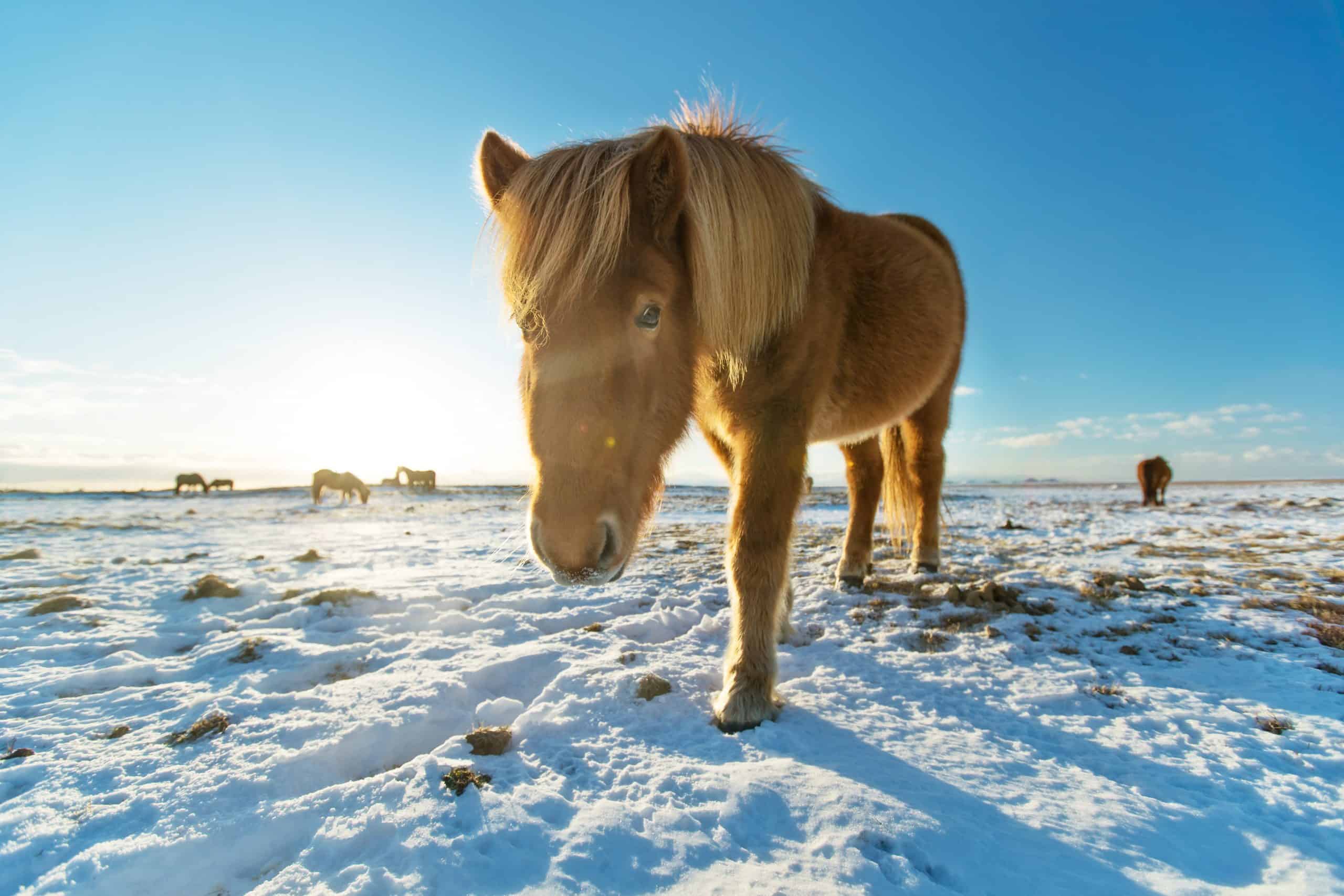  horses in winter landscape. Iconic symbol of Iceland fauna, tourist point of interest