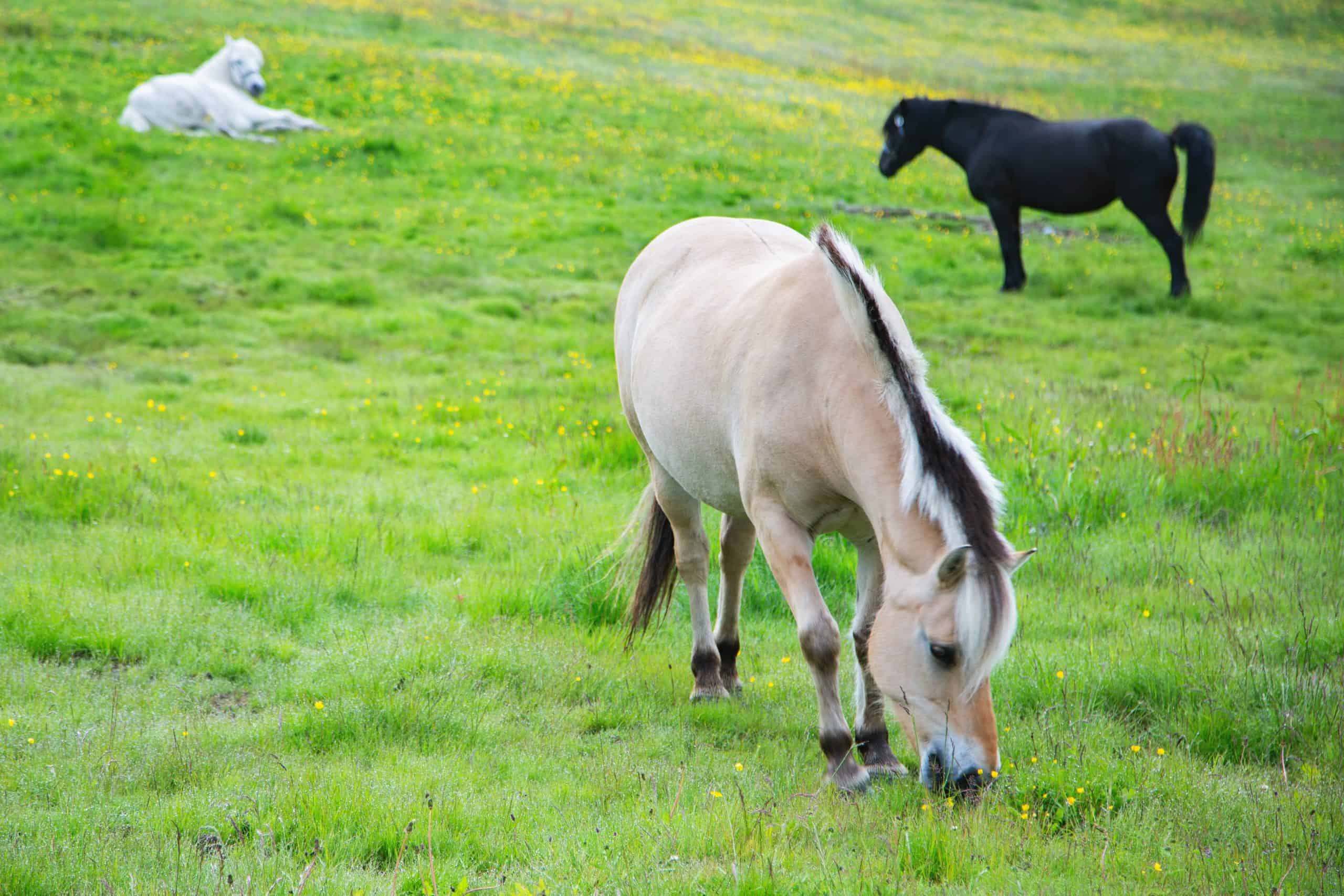 Norwegian Fjord Horses - Fjordings. Norwegian horse in the meadow. Portrait of nice fjord horse stallion