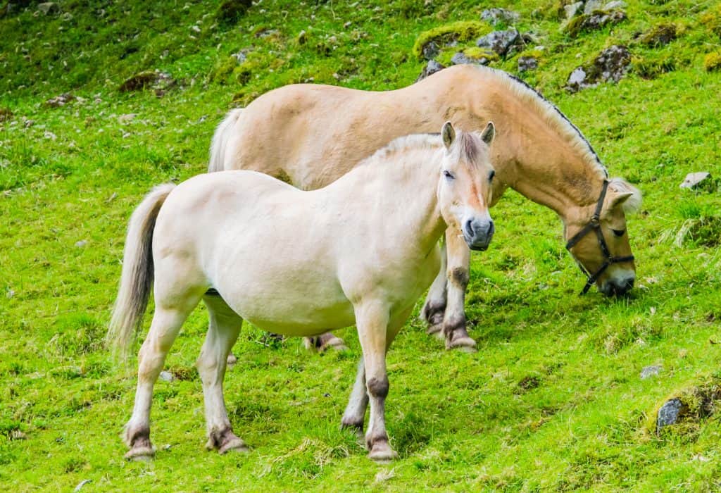 6 Interesting Facts About The Fjord Horse