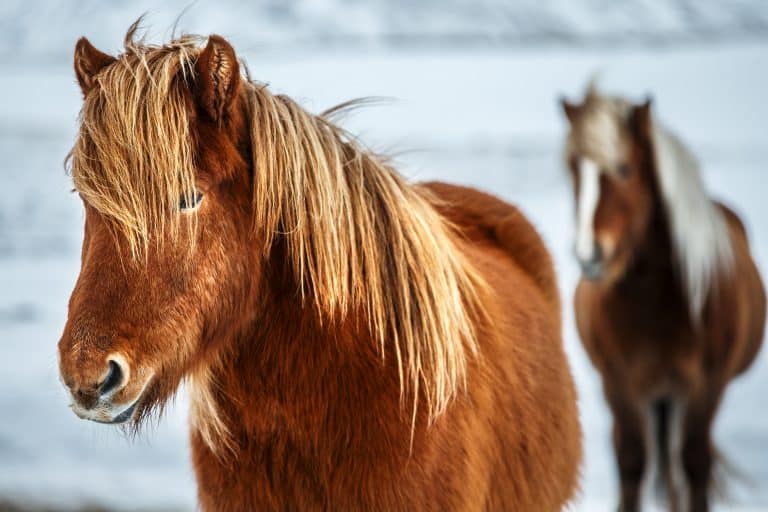 Portrait of a beautiful horses, pair of a gorgeous animals in the winter outdoors, eco tourism, beauty o fauna