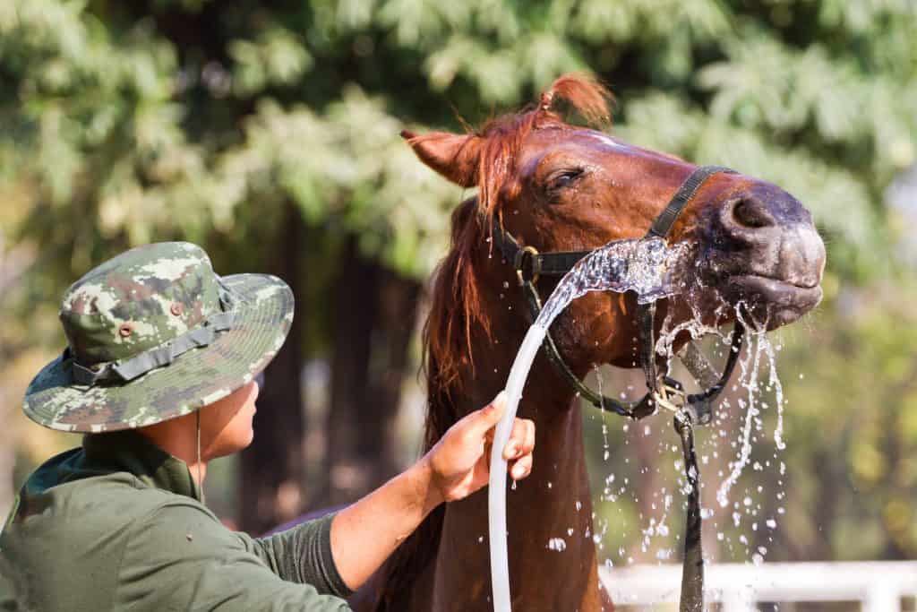 man Bathe horse with horse