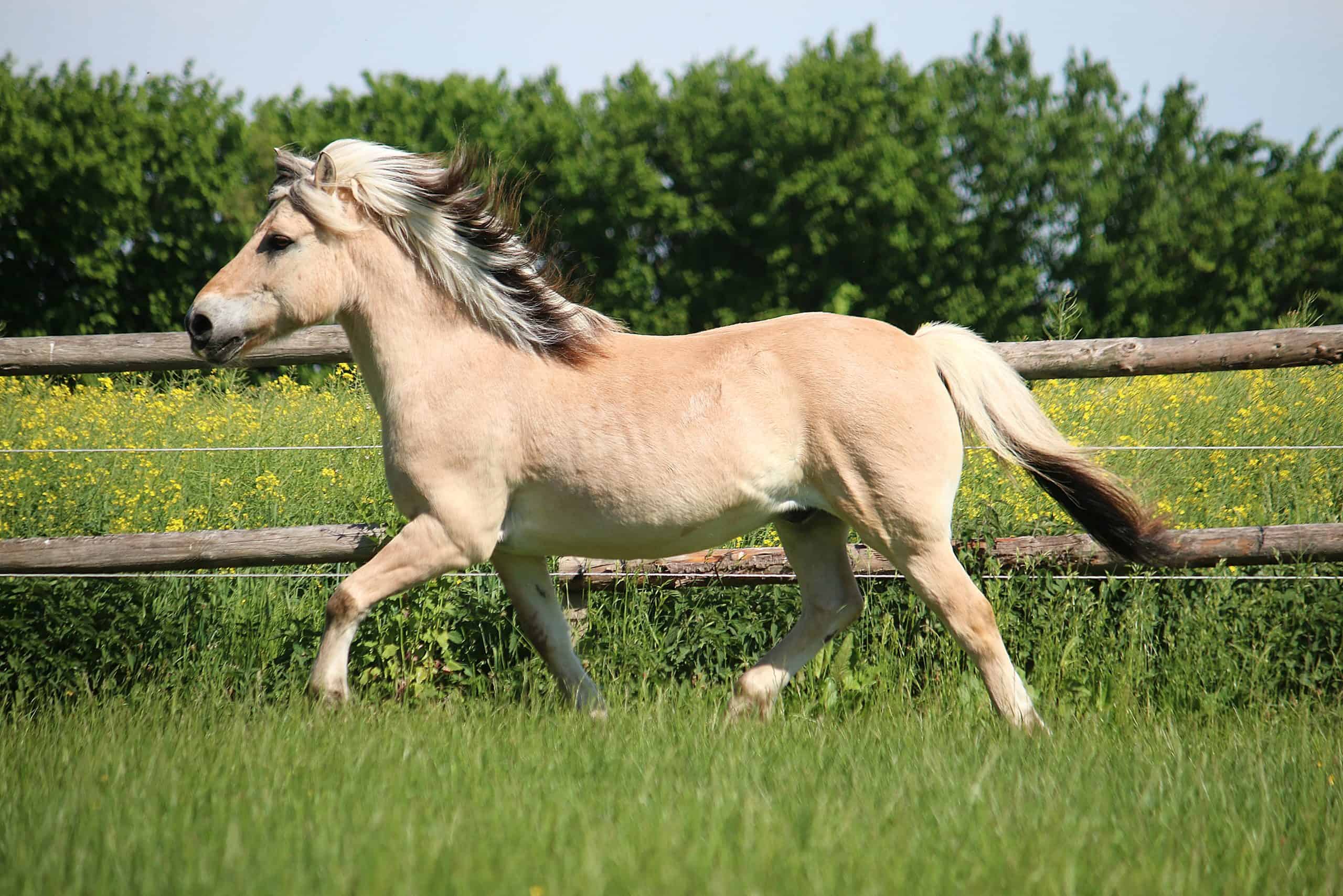 6 Interesting Facts About The Fjord Horse