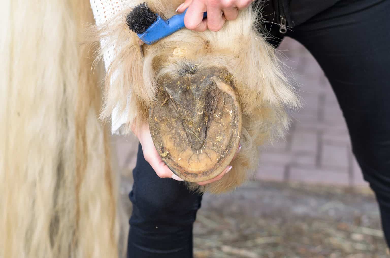 7 Ways To Keep Your Horse’s Hooves Healthy