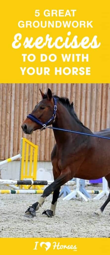 5 Great Groundwork Exercises To Do With Your Horse