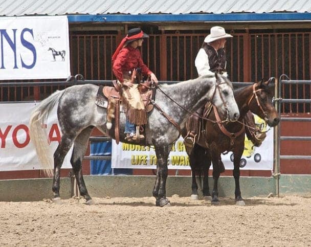 6 Tips On Retraining An Ex-Racehorse