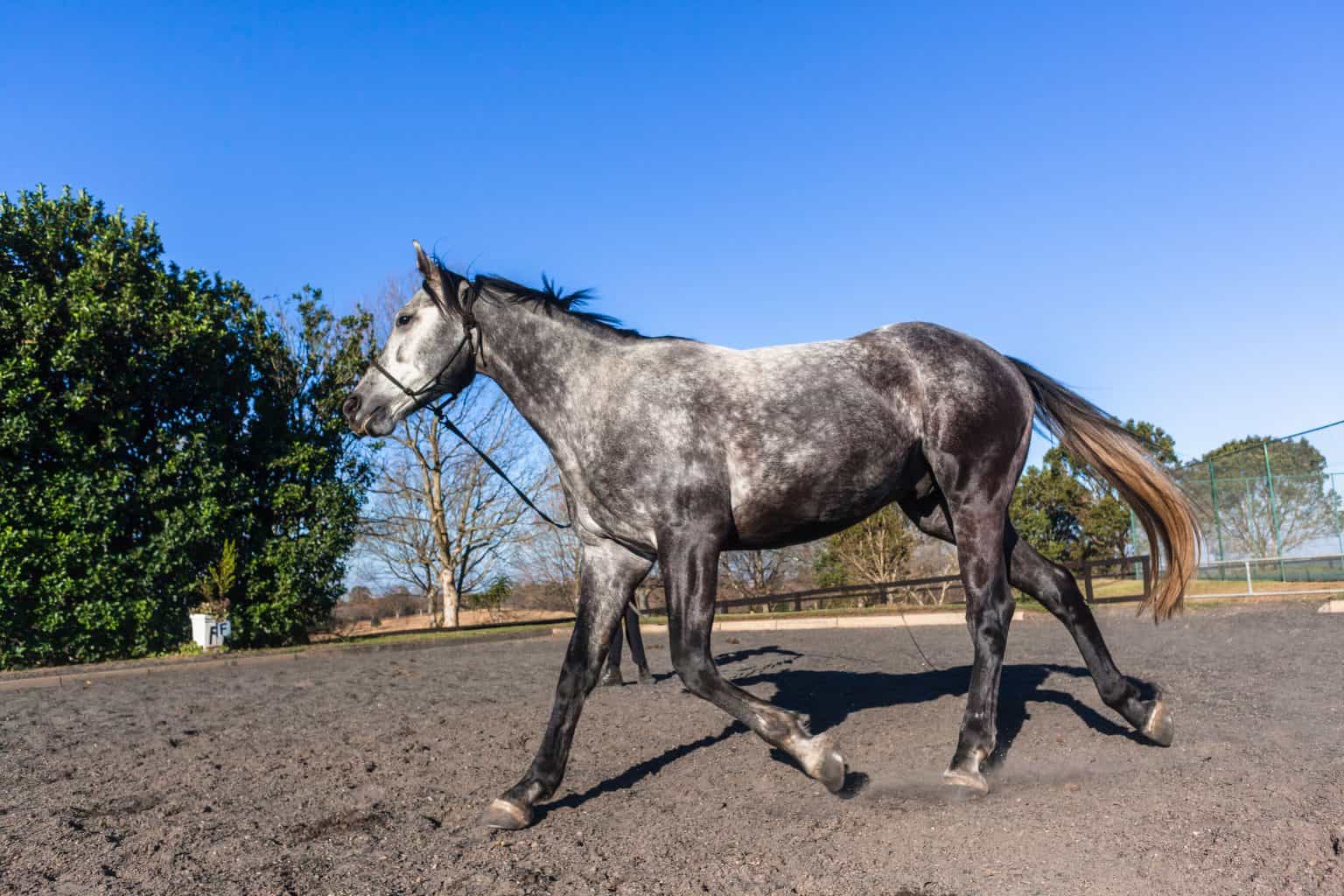 5 Great Groundwork Exercises To Do with Your Horse