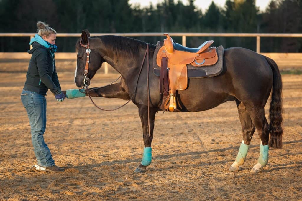 Manual Stretching of the Horse's Shoulder