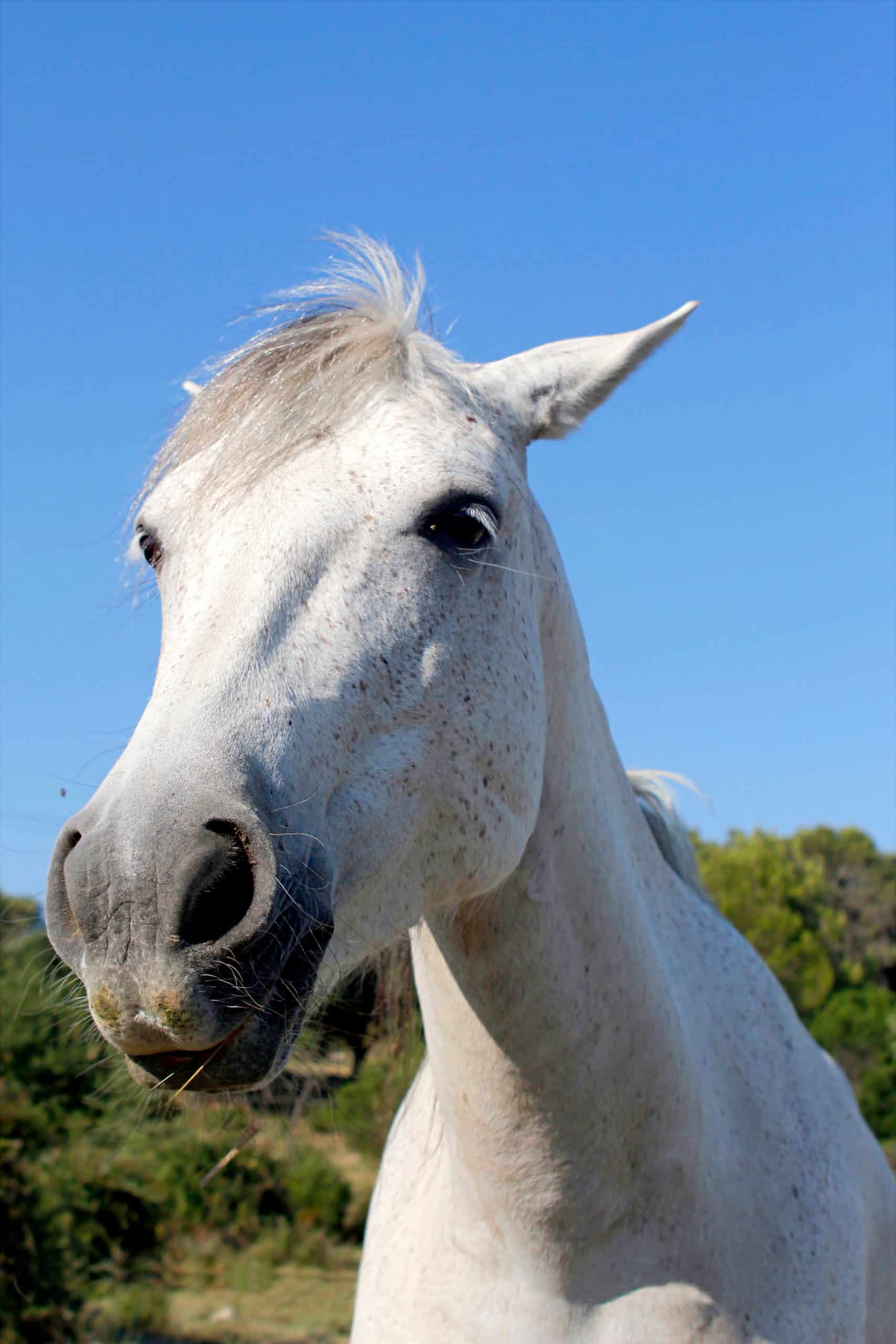 A portrait of a pretty mare in nature