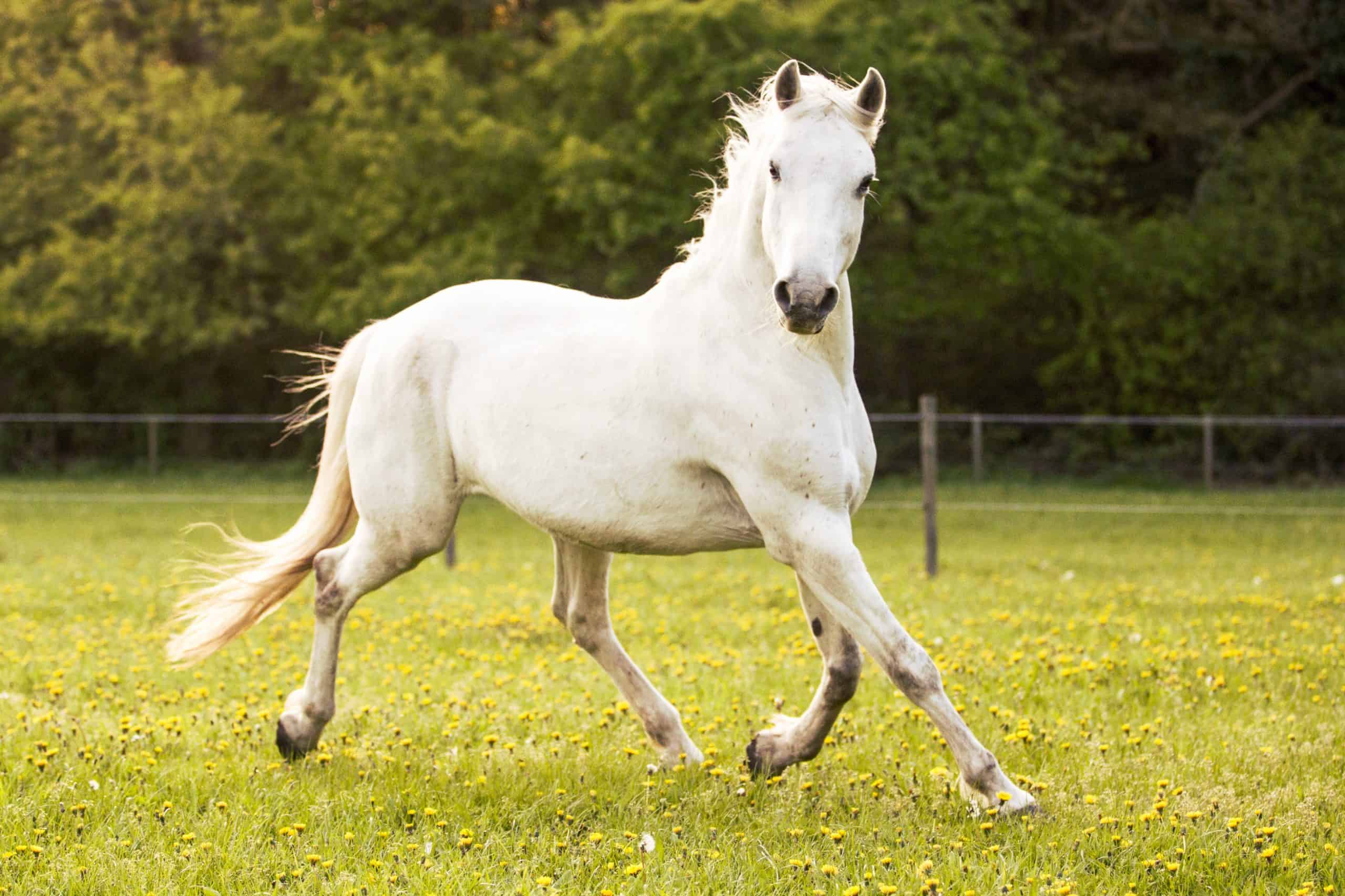 horse running free on the pasture