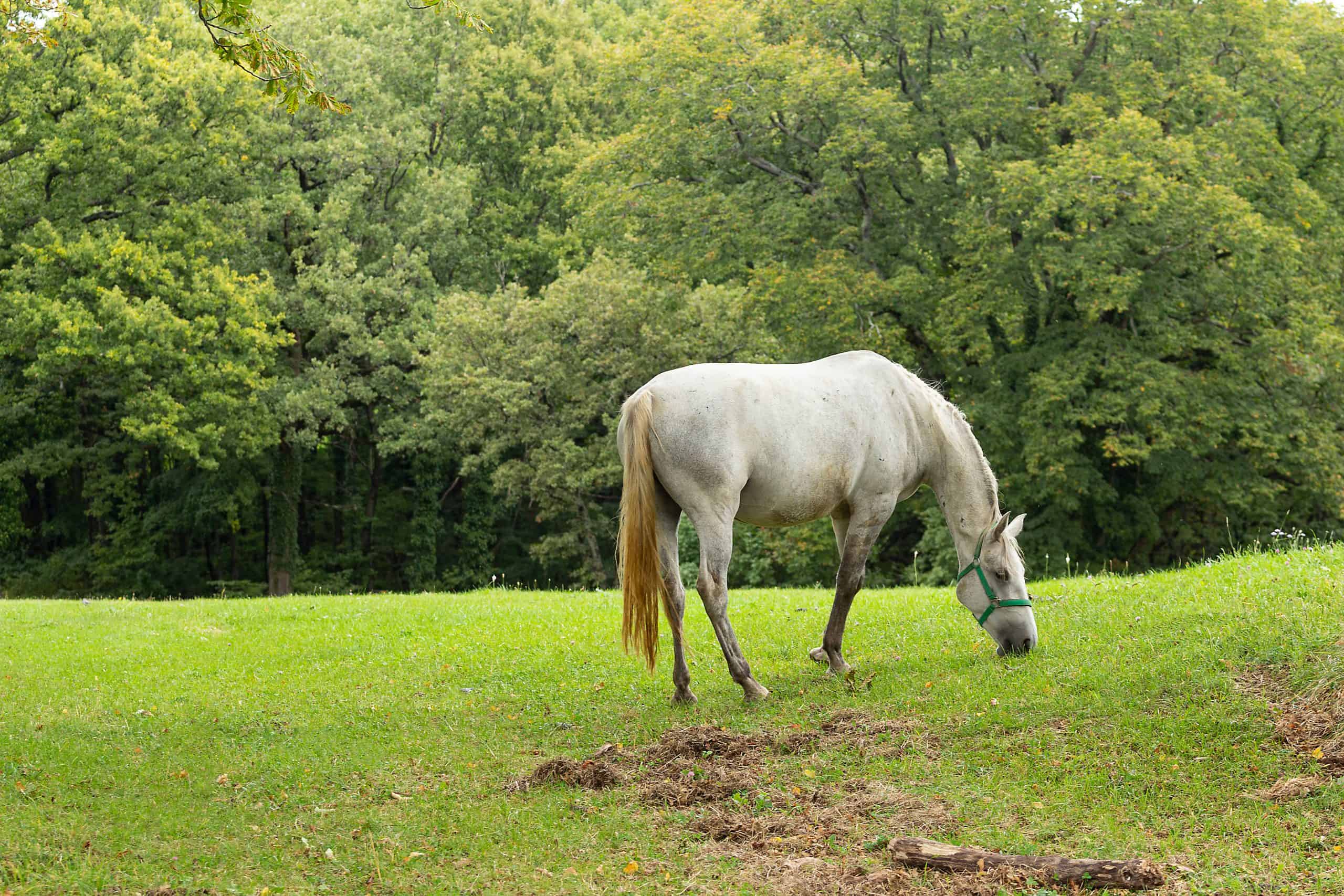 horse, Lipica, Slovenia