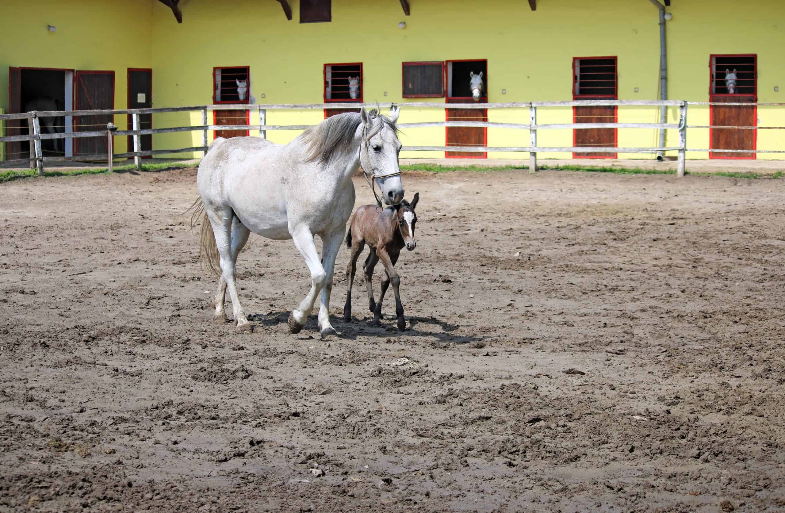 ranch with horses