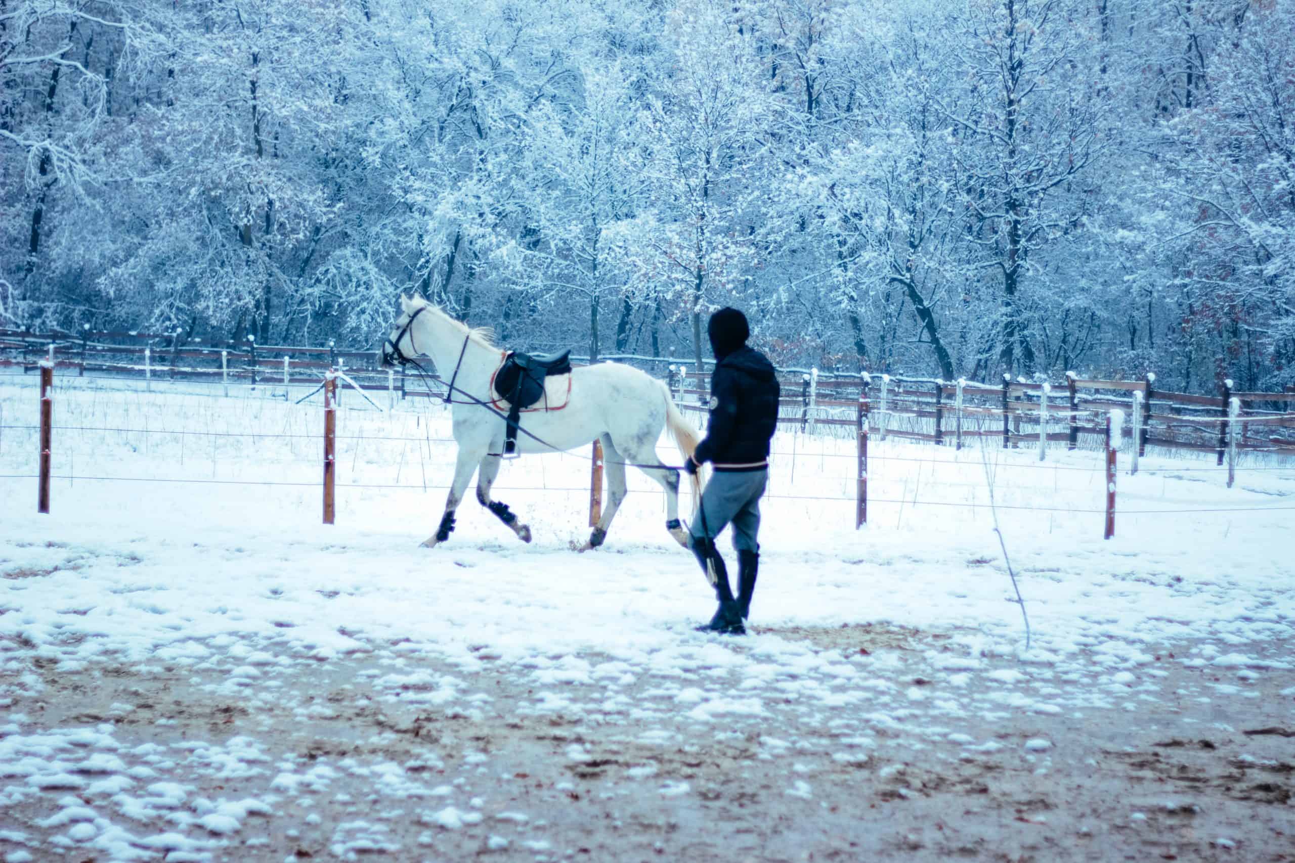 Horse, Lunge, Exercising,snow