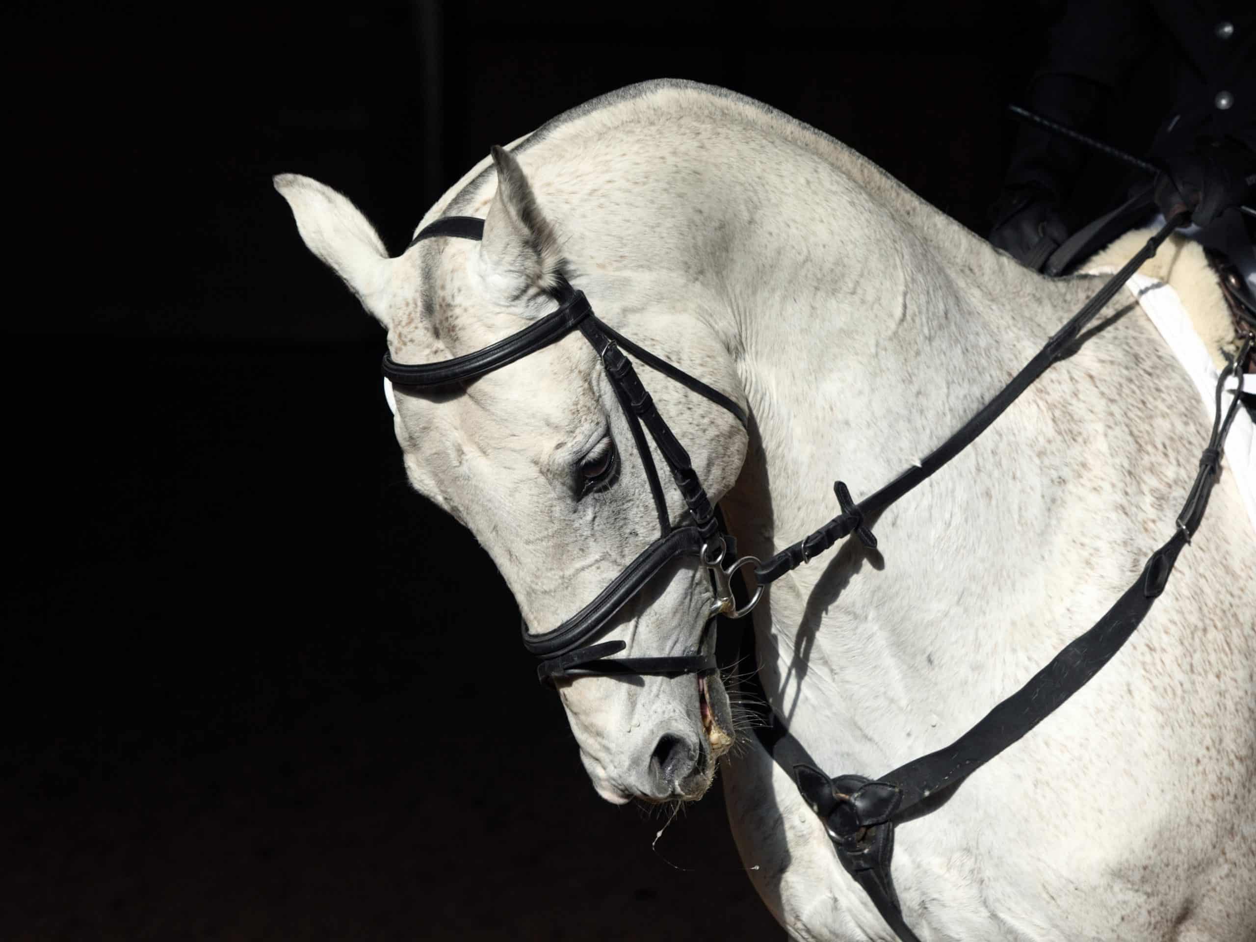 White Lipizzaner horse portrait