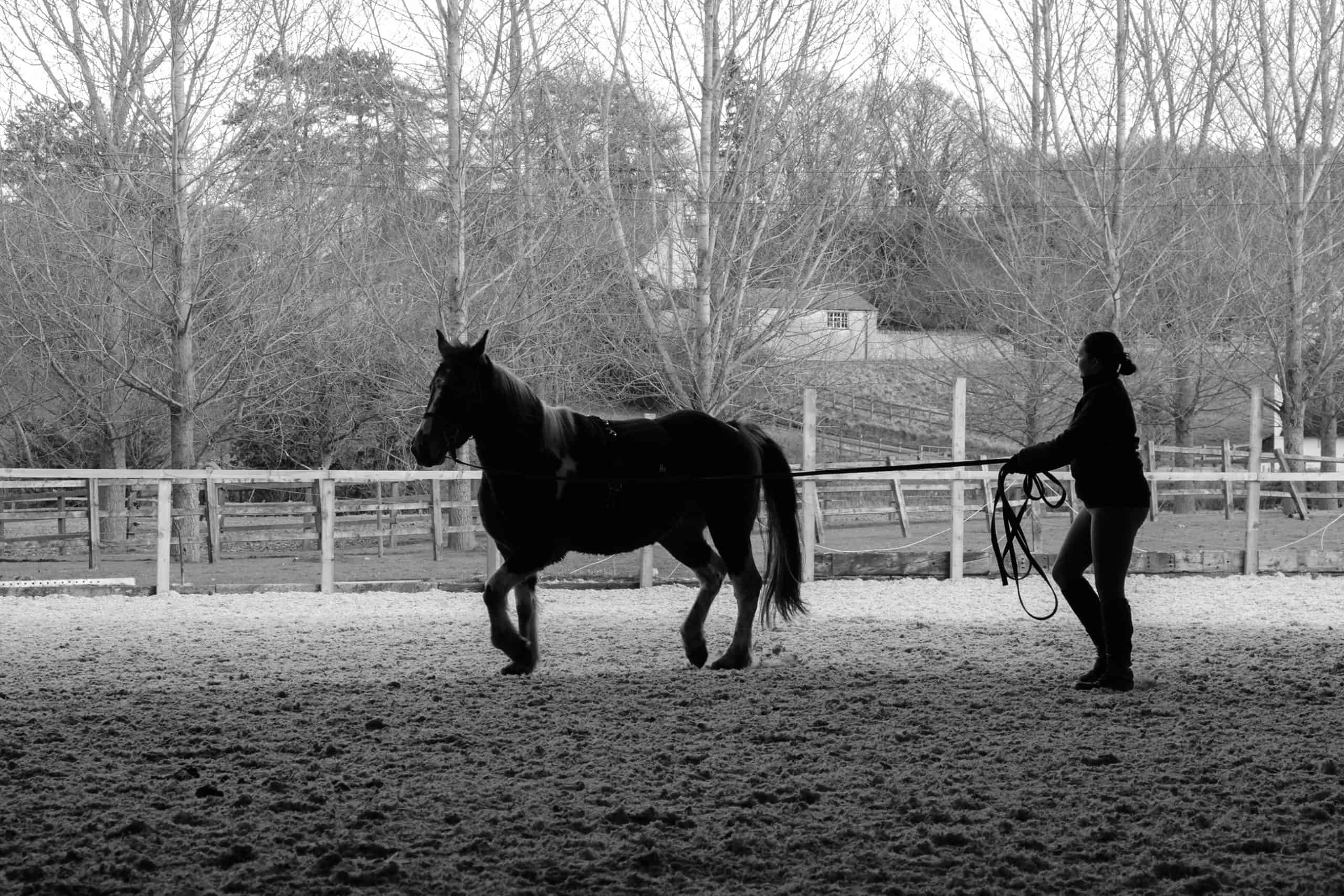 woman and pony in silhouette. Horse being exercised on long reigns on soft arena surface within a countryside backdrop
