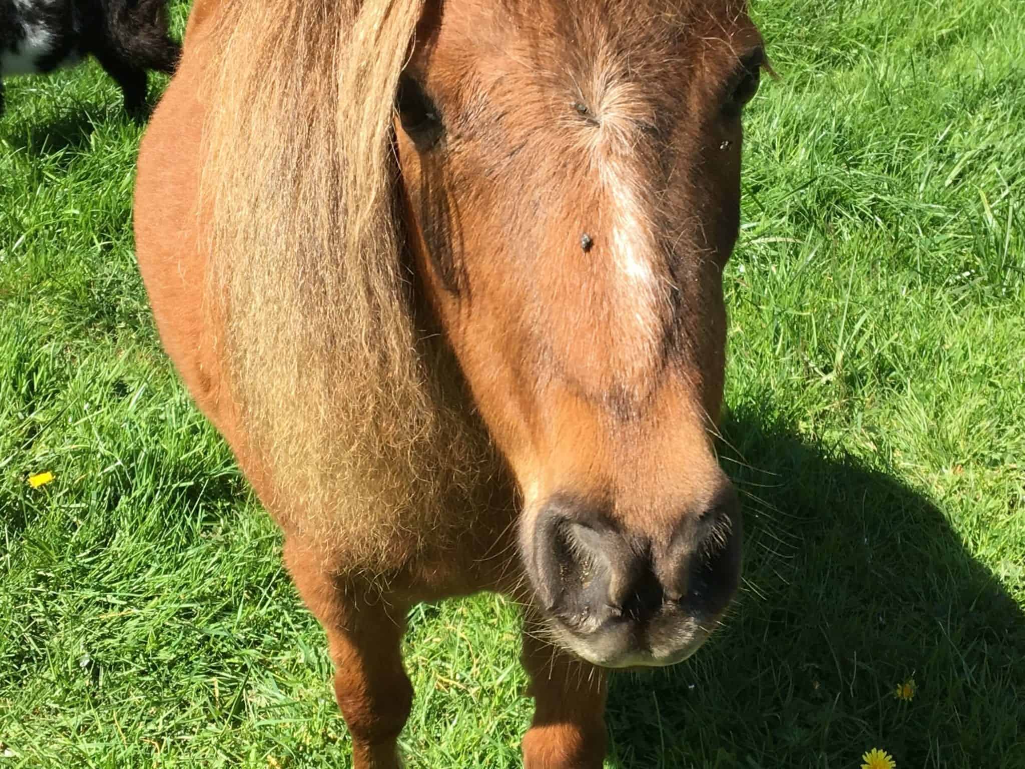 How To Make Homemade Fly Spray For Horses That S All Natural   DIY Fly Spray4 IMG 0818 