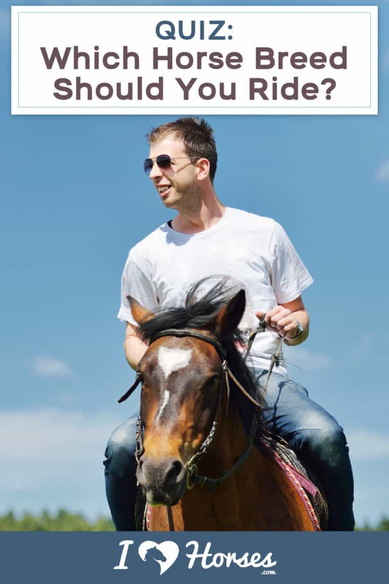 Quiz Which Horse Breed Is Your Perfect Mount?