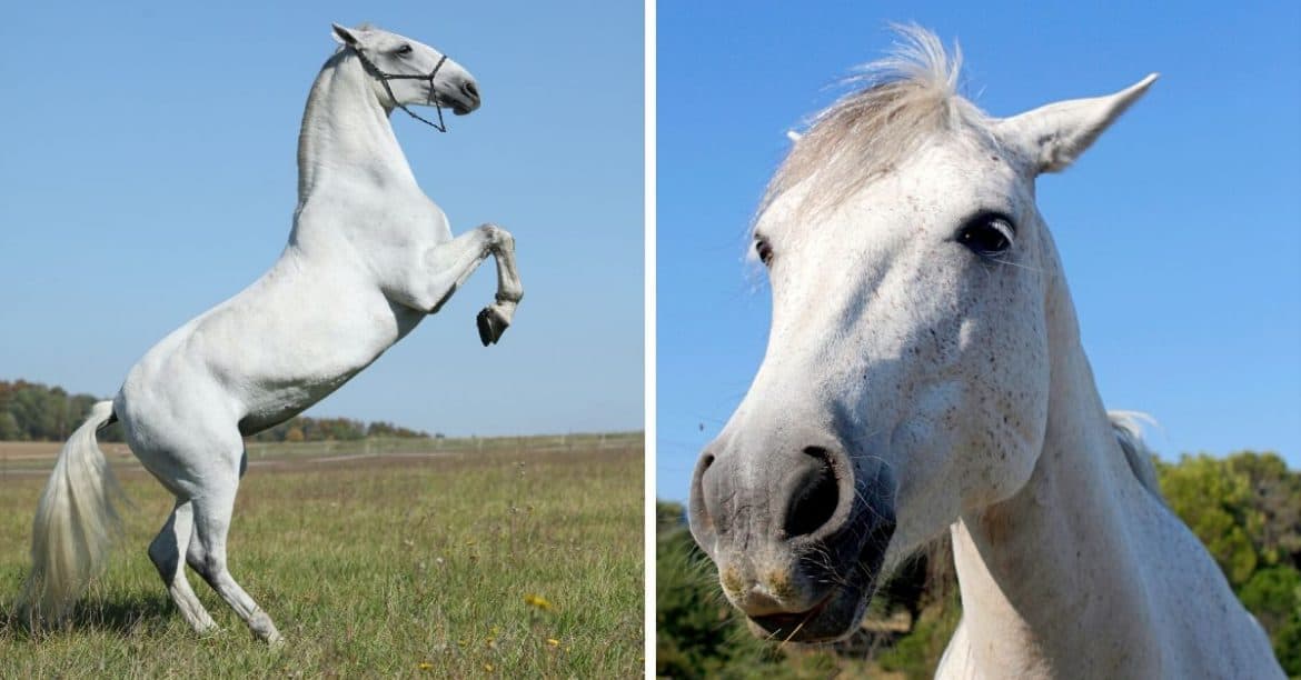 lipizzan