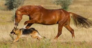 dog and horse running