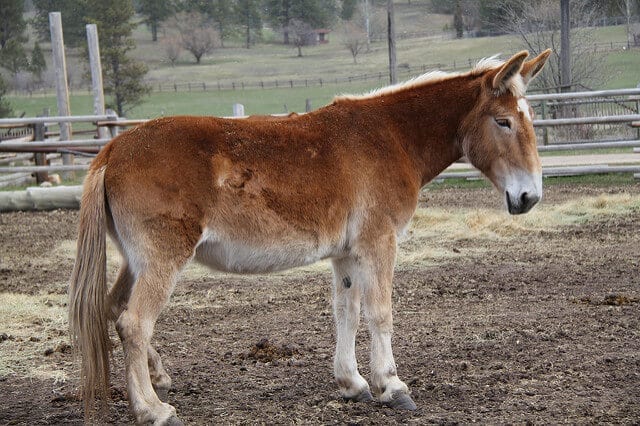 5 Ways To Improve Pasture Drainage