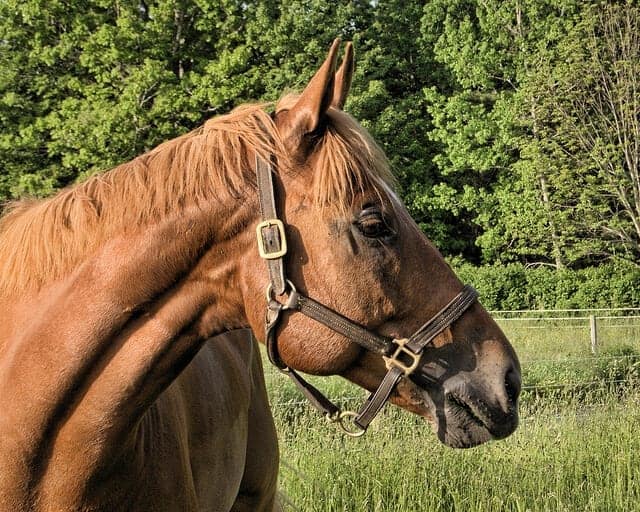 6-tips-for-managing-the-senior-horse-ihearthorses