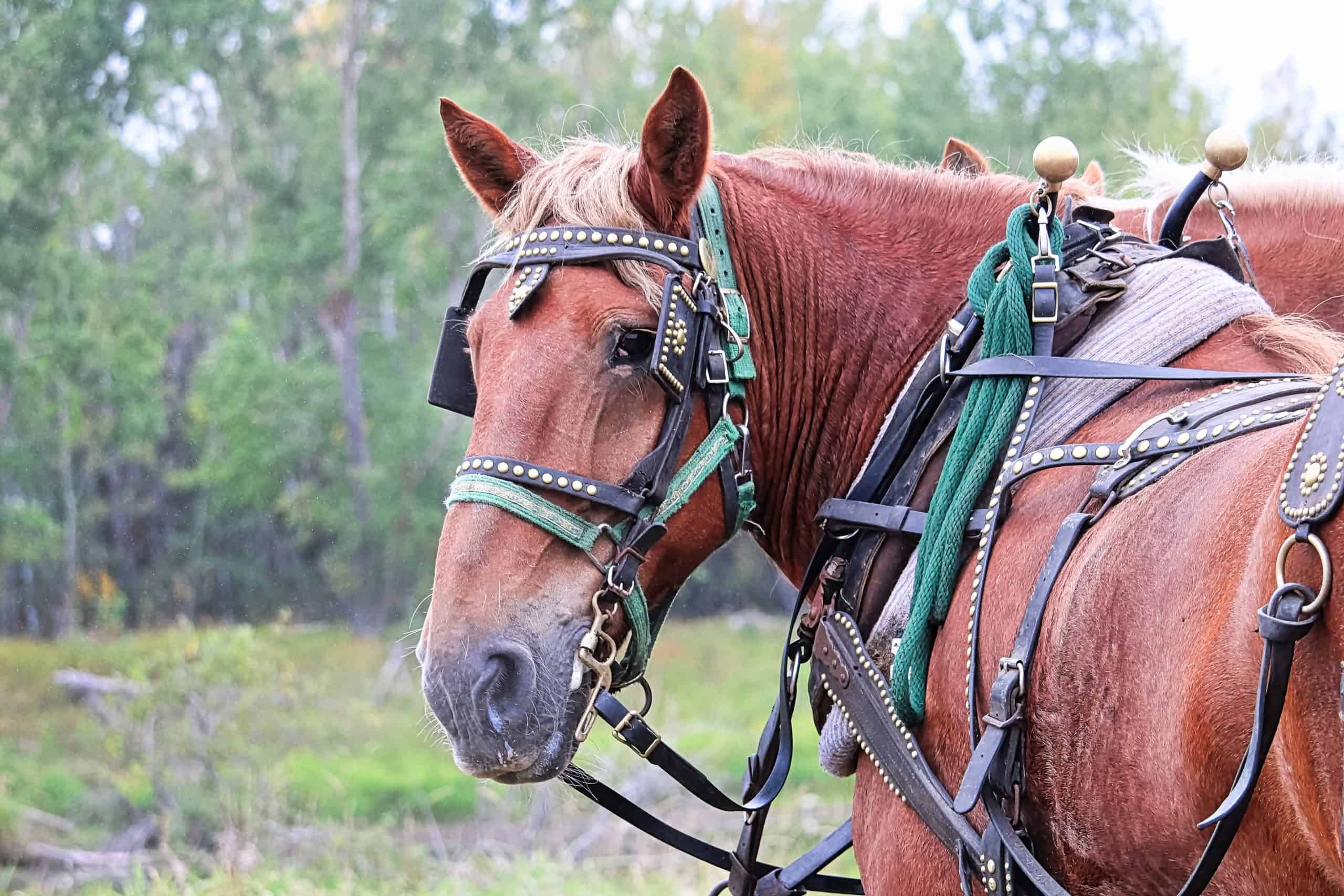 A horse looking back while harnessed up.