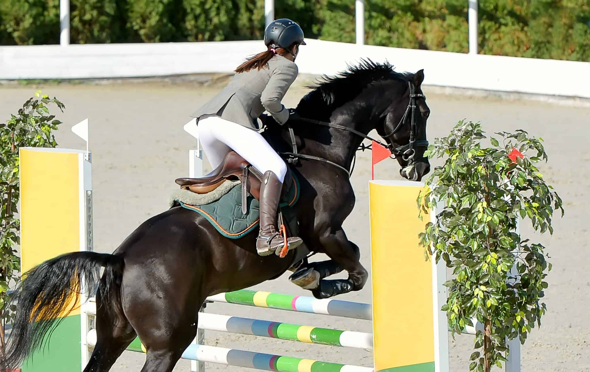 7 Ways To Make Horseback Riding More Affordable