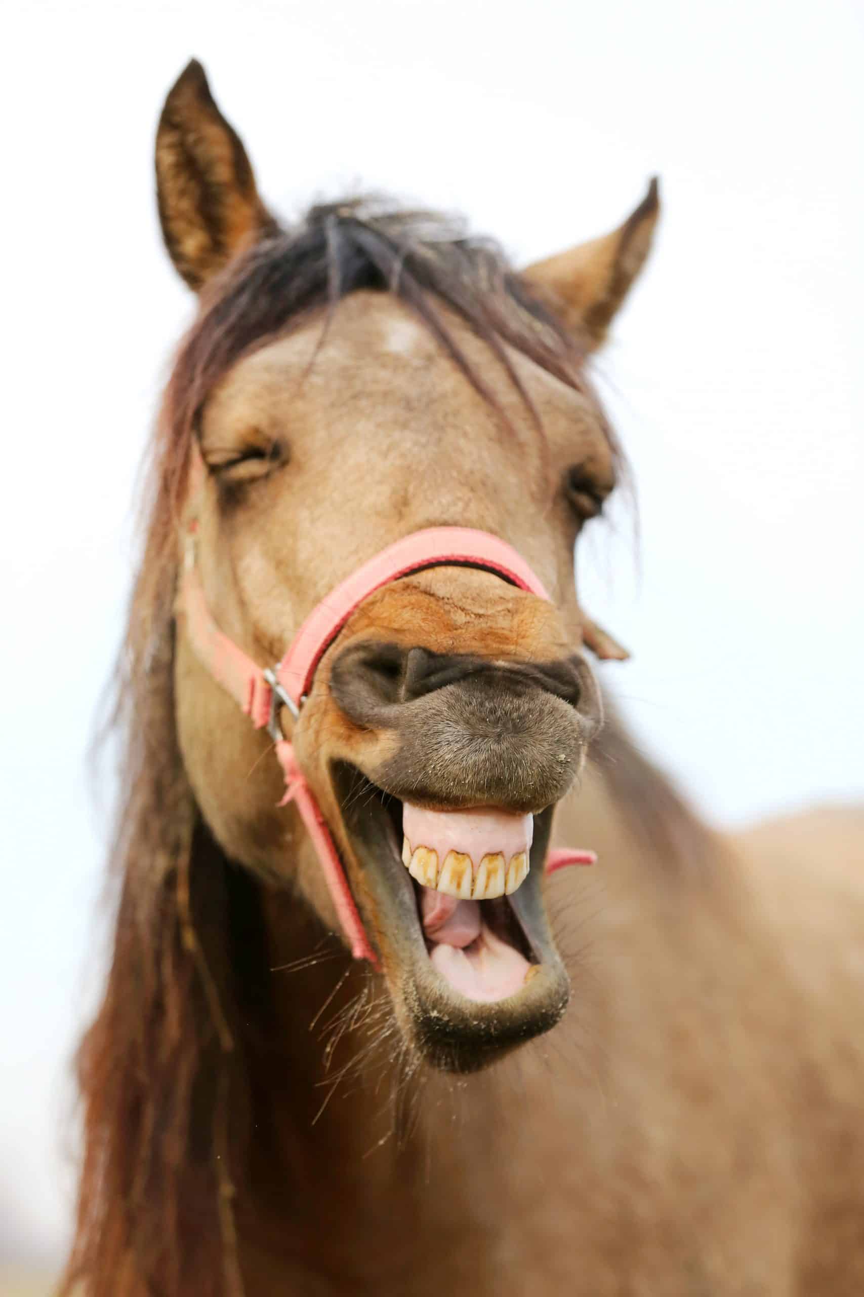 Funny horse head closeup of young mare smiling and laughing with large teeth. Selective focus on the teeth and nose