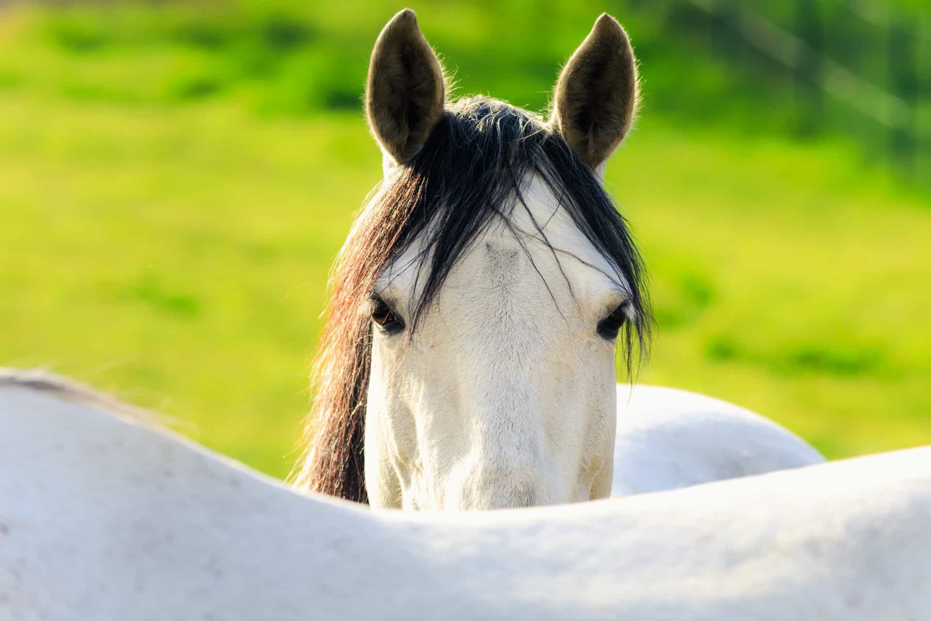 Horse Vision: A Breakdown Of How Horses See The World