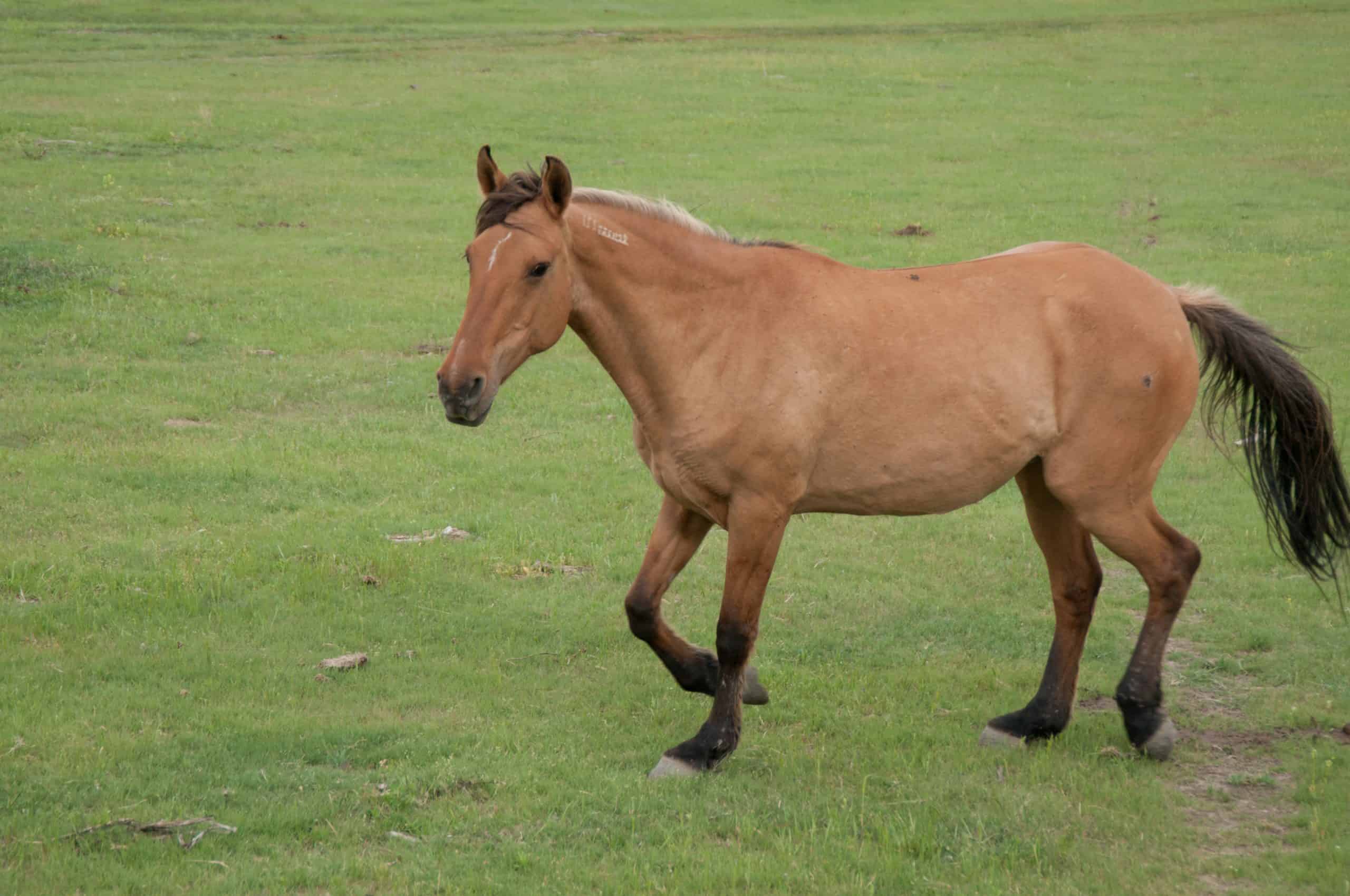 mare at the black hills wild horse sanctuary