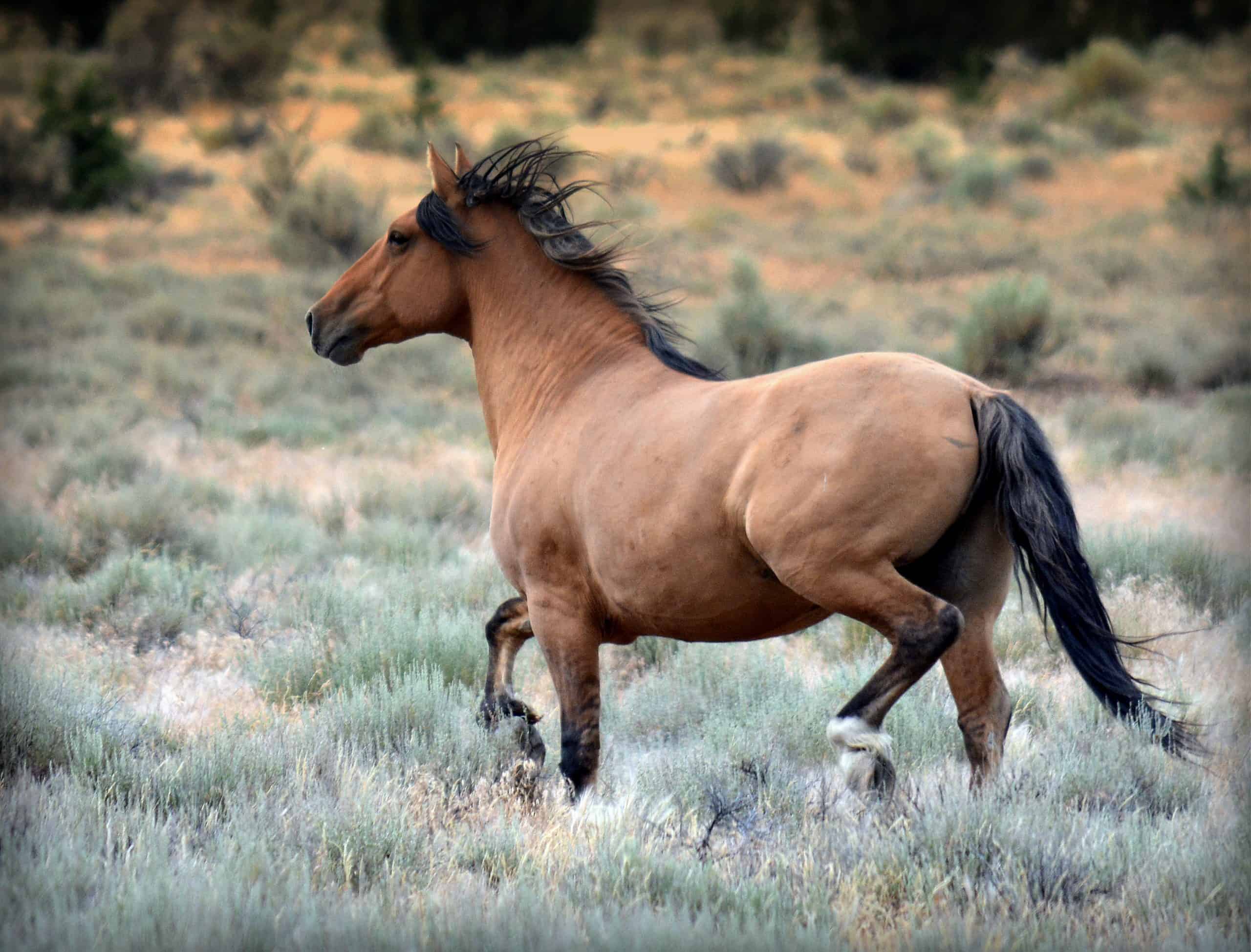 Kiger Mustang Stallion