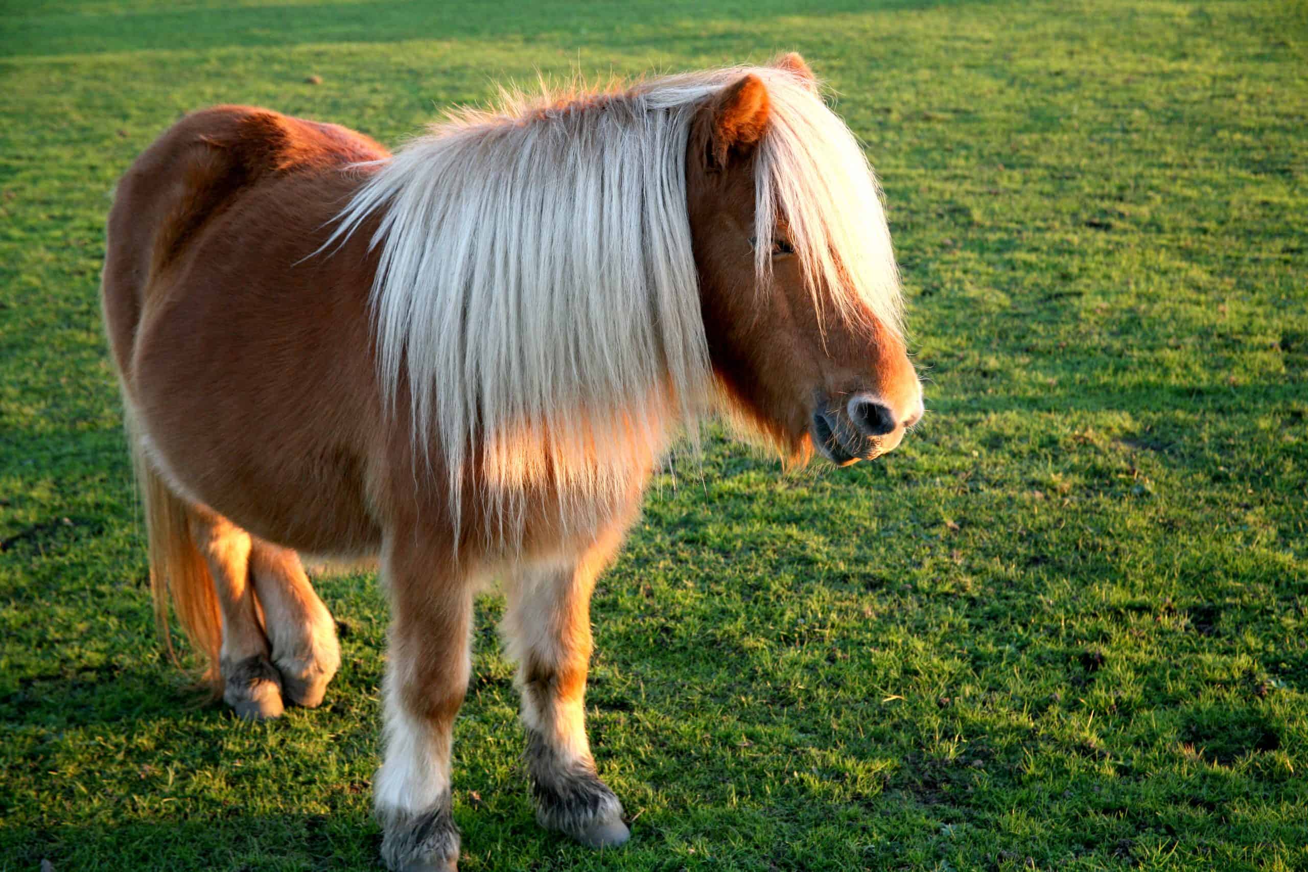 A brown shetland pony with white forelocks and a long white mane backlit by the evening sun on moorland of the New Forest, Hampshire, UK