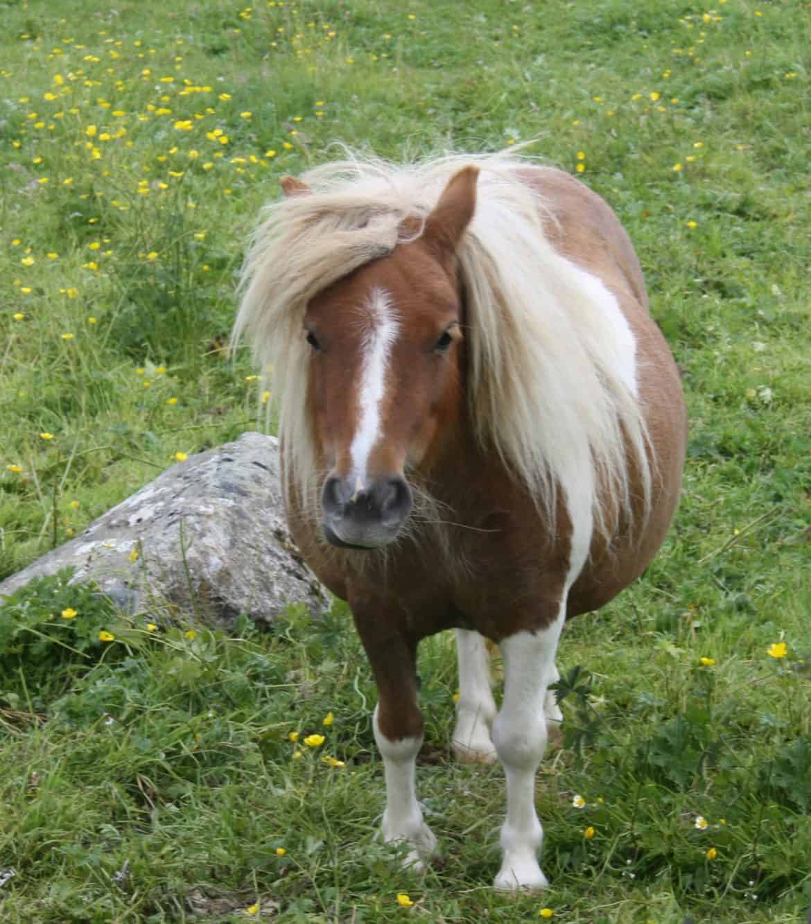 9 Things You Didn’t Know About The Shetland Pony