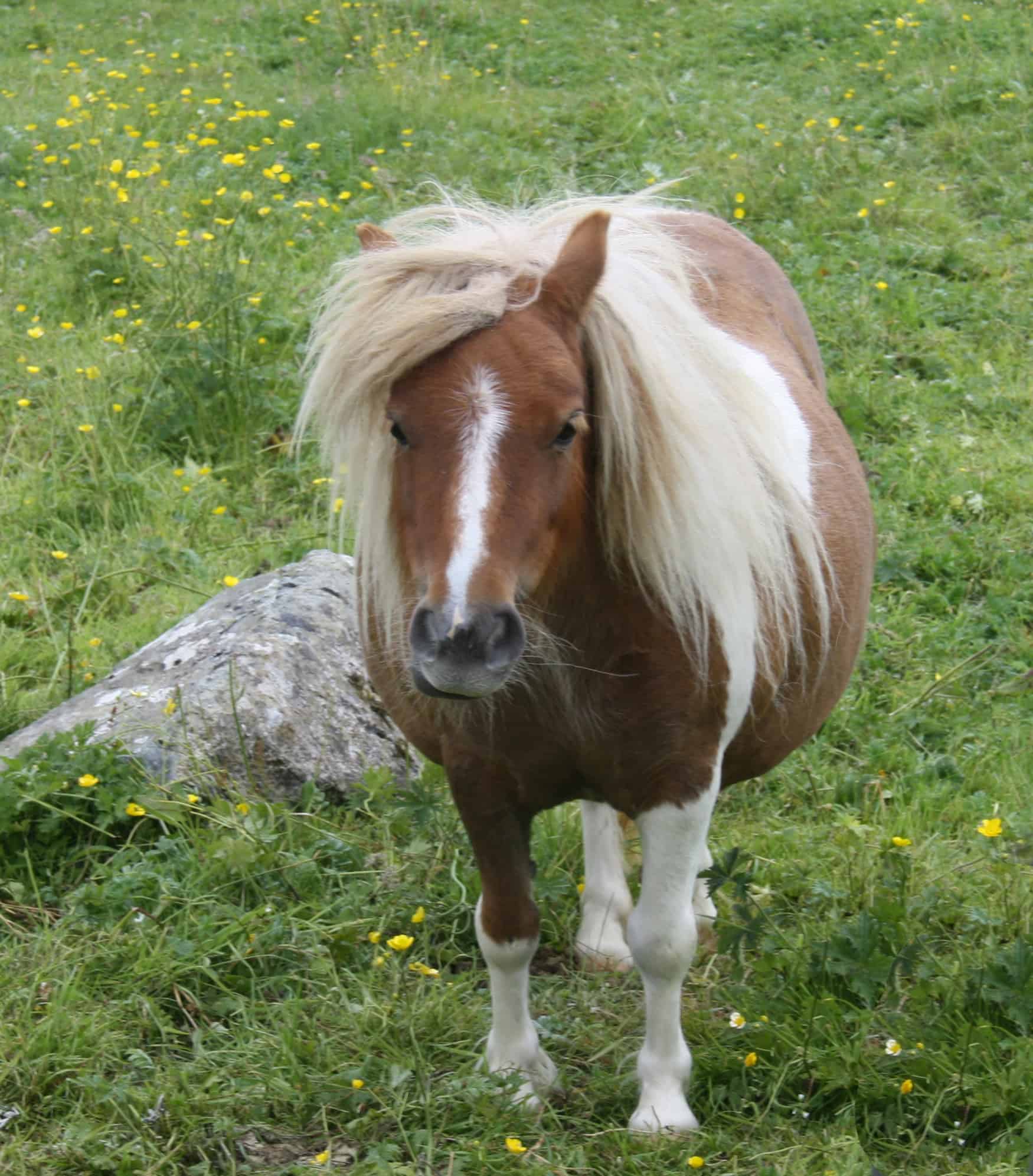 Shetland Pony in a meadow