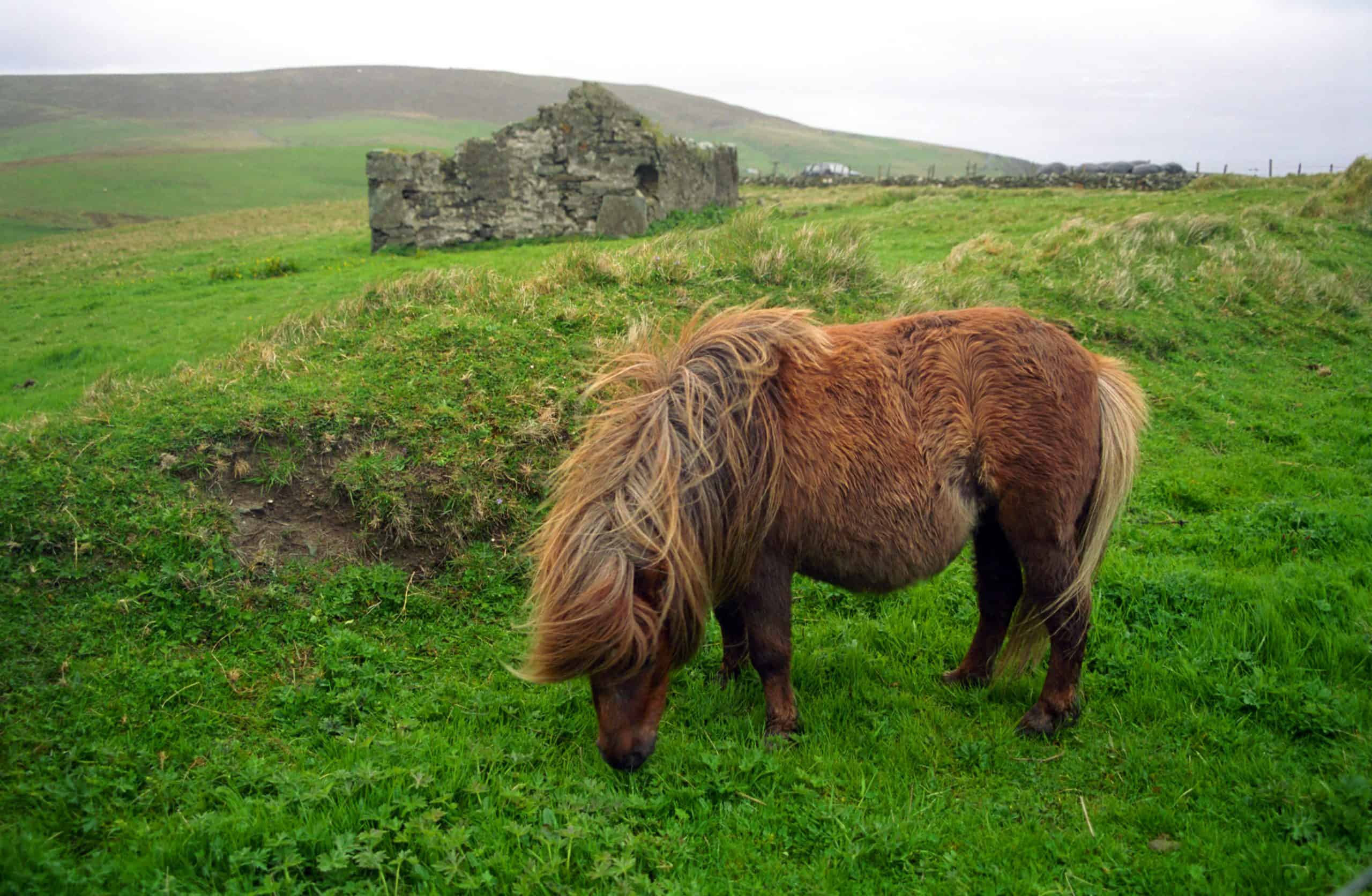 Shetland pony is a speceila species of pony horses, endemic to the Shetland Islands.