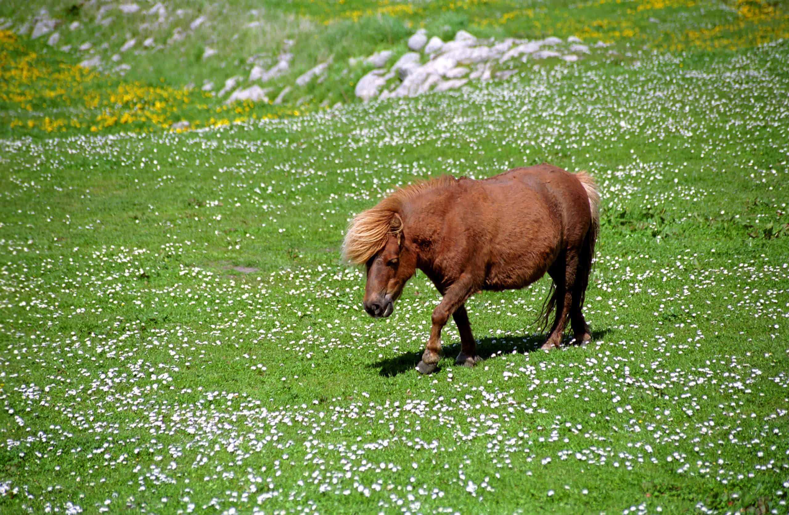 Shetland pony is a speceila species of pony horses, endemic to the Shetland Islands.