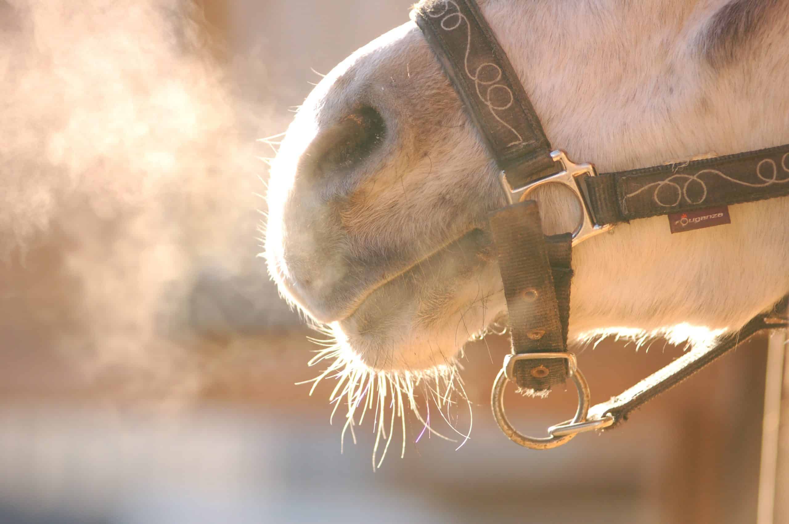 breathing horse nose closeup