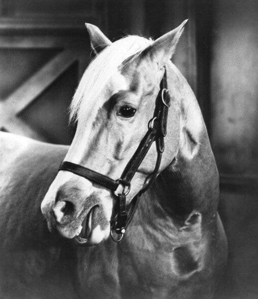 These Funny Quotes From Mr. Ed Are A Perfect Tribute To 