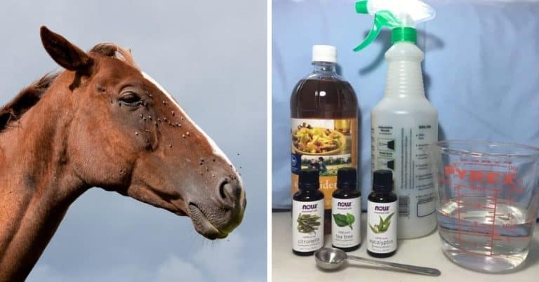 homemade fly spray for horses
