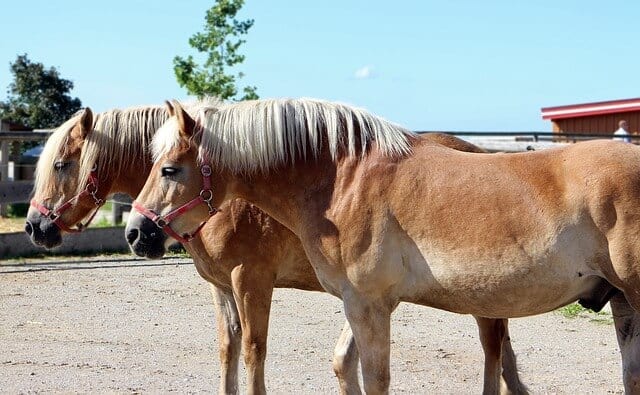 http://www.haflinger.ca/the-haflinger-breed/haflinger-breed-en/
