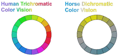 Horse Vision: A Breakdown Of How Horses See The World