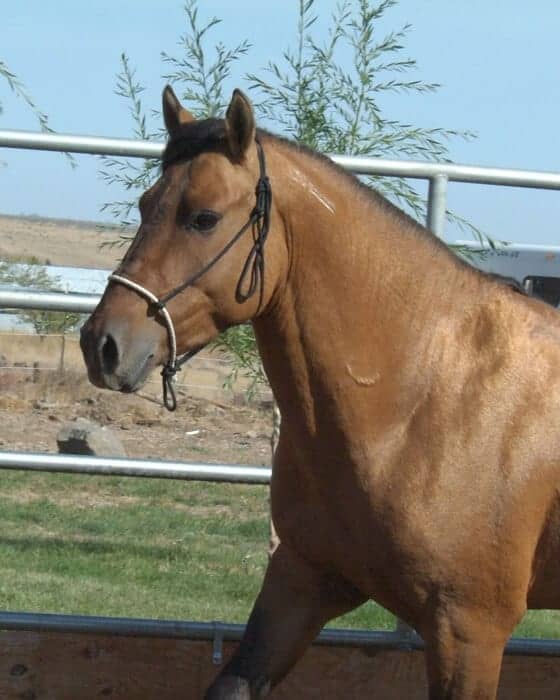 Image source: KigerMustangs.org