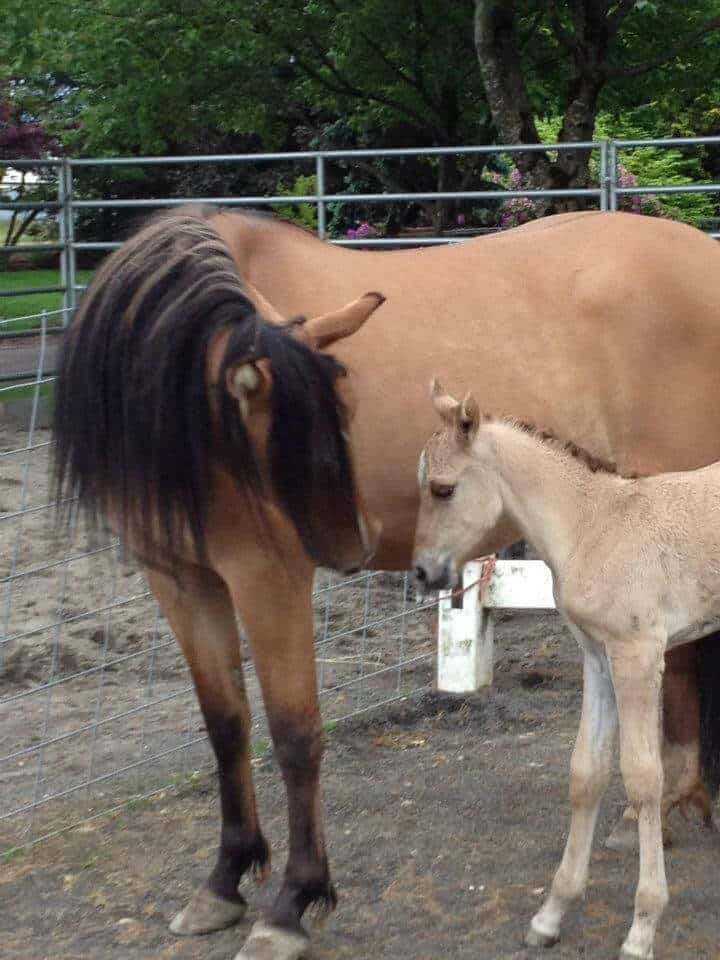 Image source: KigerMustangs.org