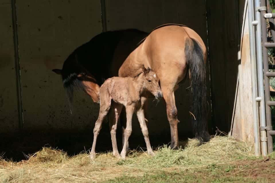 Image source: KigerMustangs.org