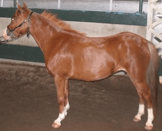 Image source: Firesongponies - wikimedia